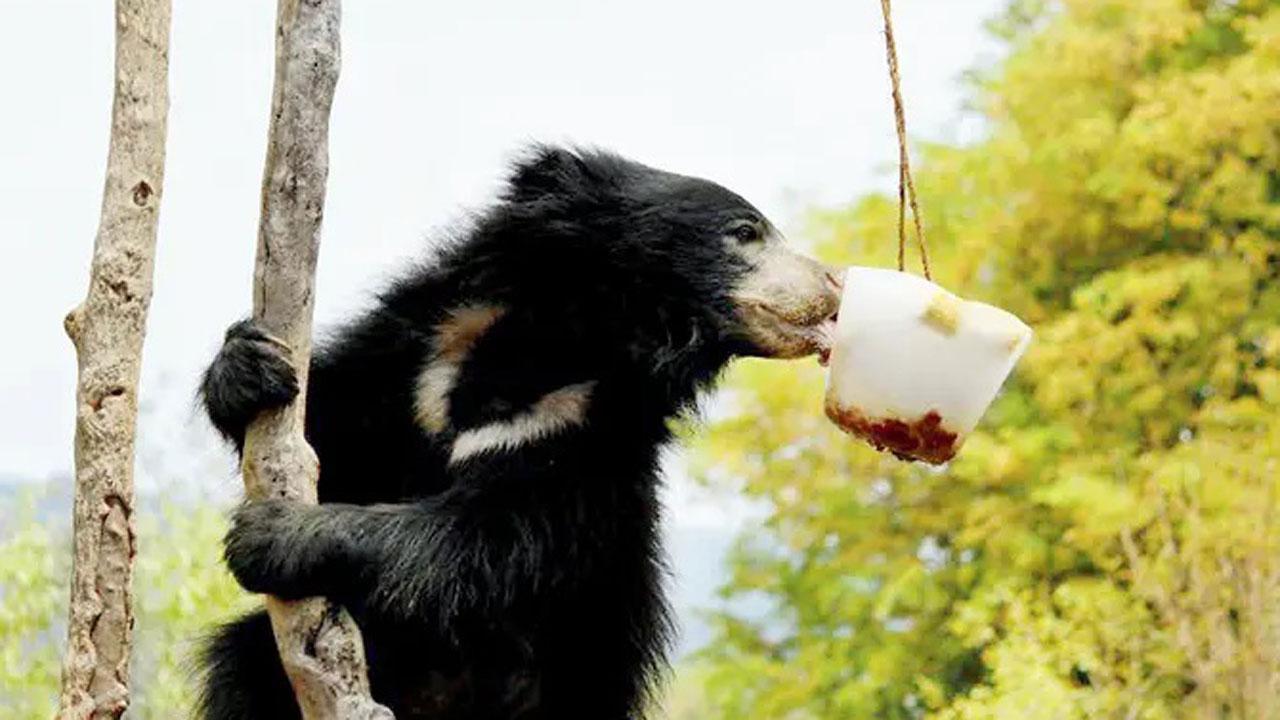 રીંછની પ્રતીકાત્મક તસવીર