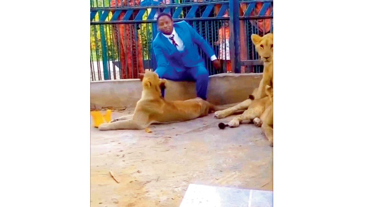 ‘ડિવાઇન પ્રોટેક્શન’ પુરવાર કરવા  સિંહણોના પાંજરામાં પુરાયો પાદરી