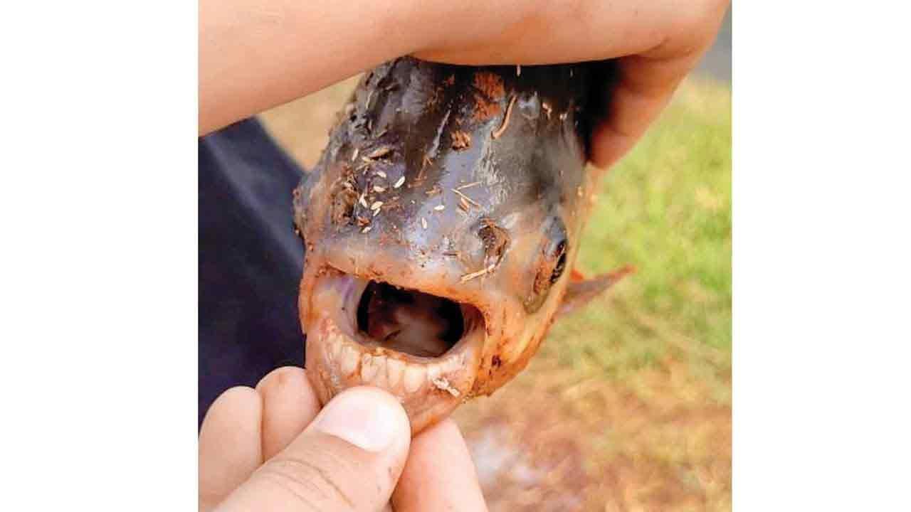 પ્રતીકાત્મક ફાઈલ તસવીર