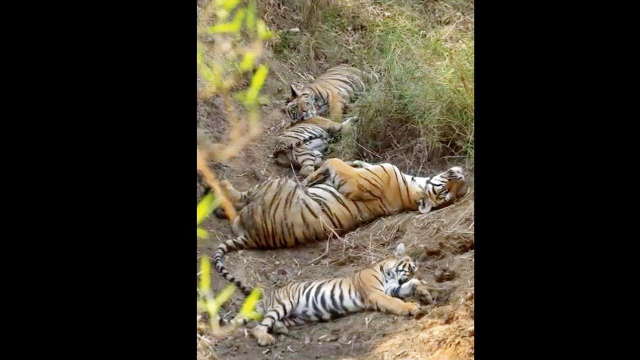 તસવીર સૌજન્ય : સોશ્યલ મીડિયા