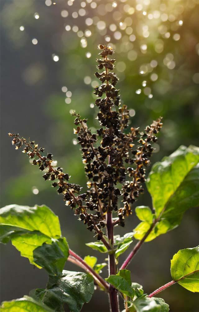 તુલસીનાં બી ખાવાથી મટે છે આ રોગ