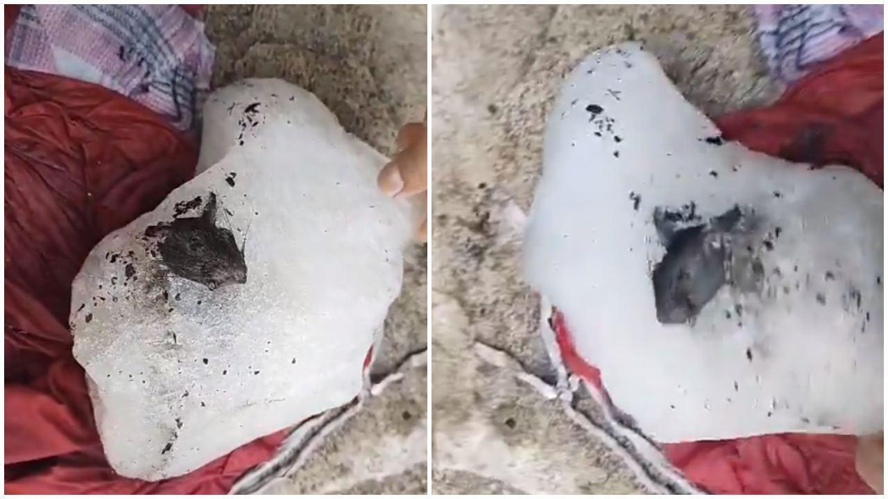 વાયરલ વીડિયોમાંથી સ્ક્રીન શૉટ