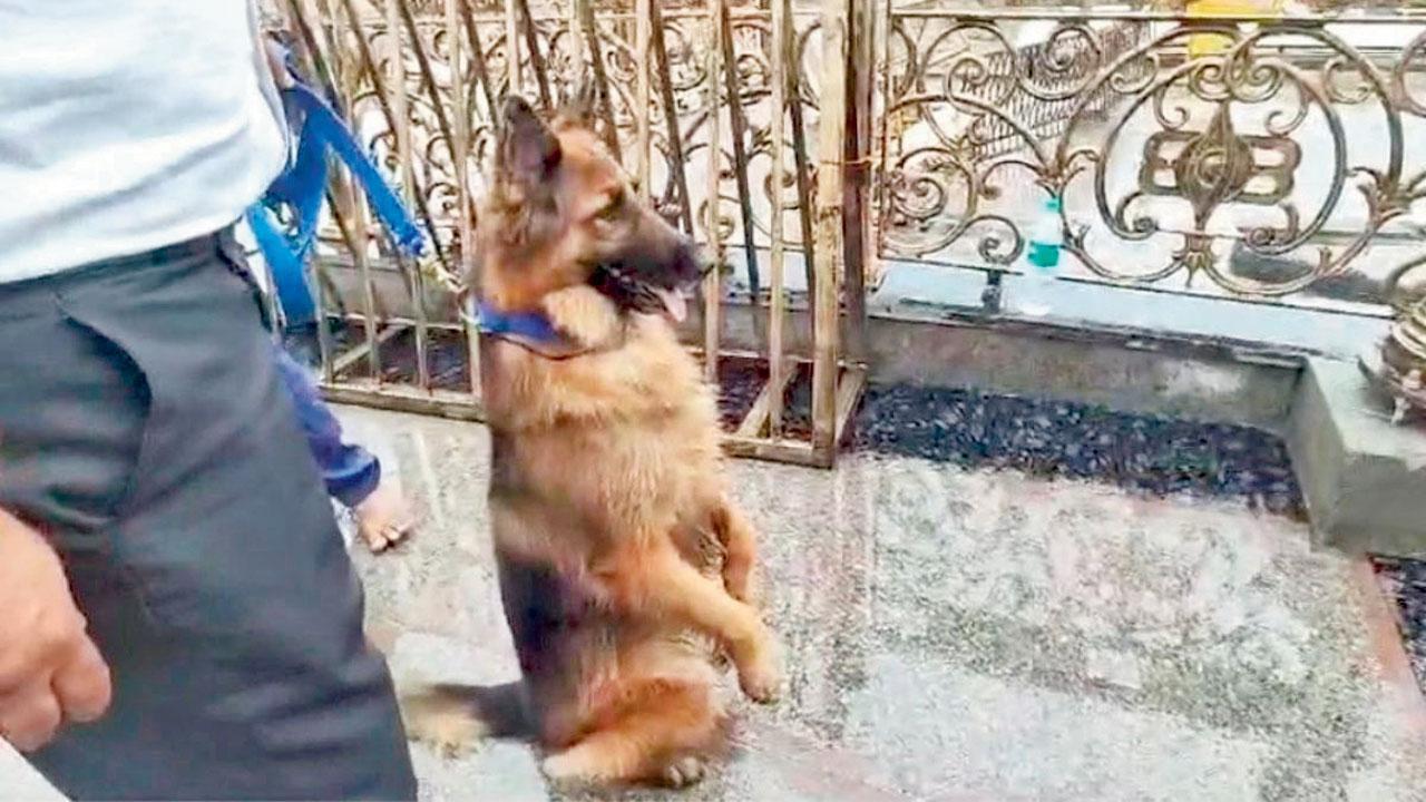 પોલીસ-ડૉગી ખલી