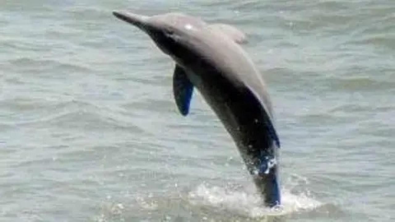 ડૉલ્ફિનની ફાઈલ તસવીર