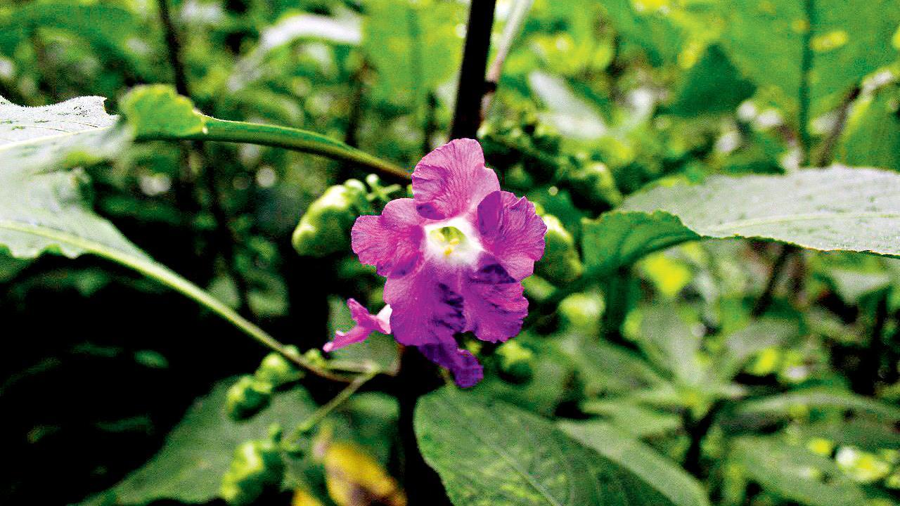 કાર્વી ફૂલ