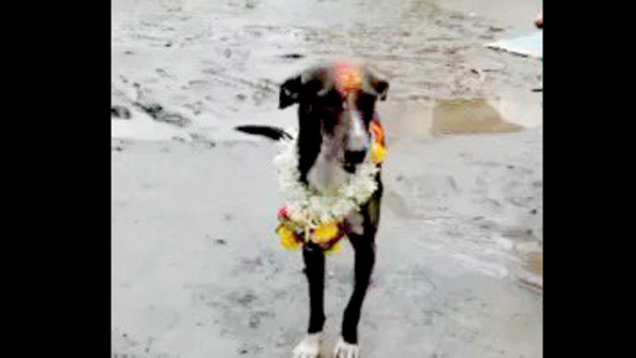 મહારાજ ડૉગ 