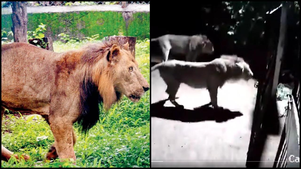 ગુજરાતનો સિંહ અને વાયરલ વીડિયોનો સ્ક્રીન શૉટ (તસવીર: સોશિયલ મીડિયા)