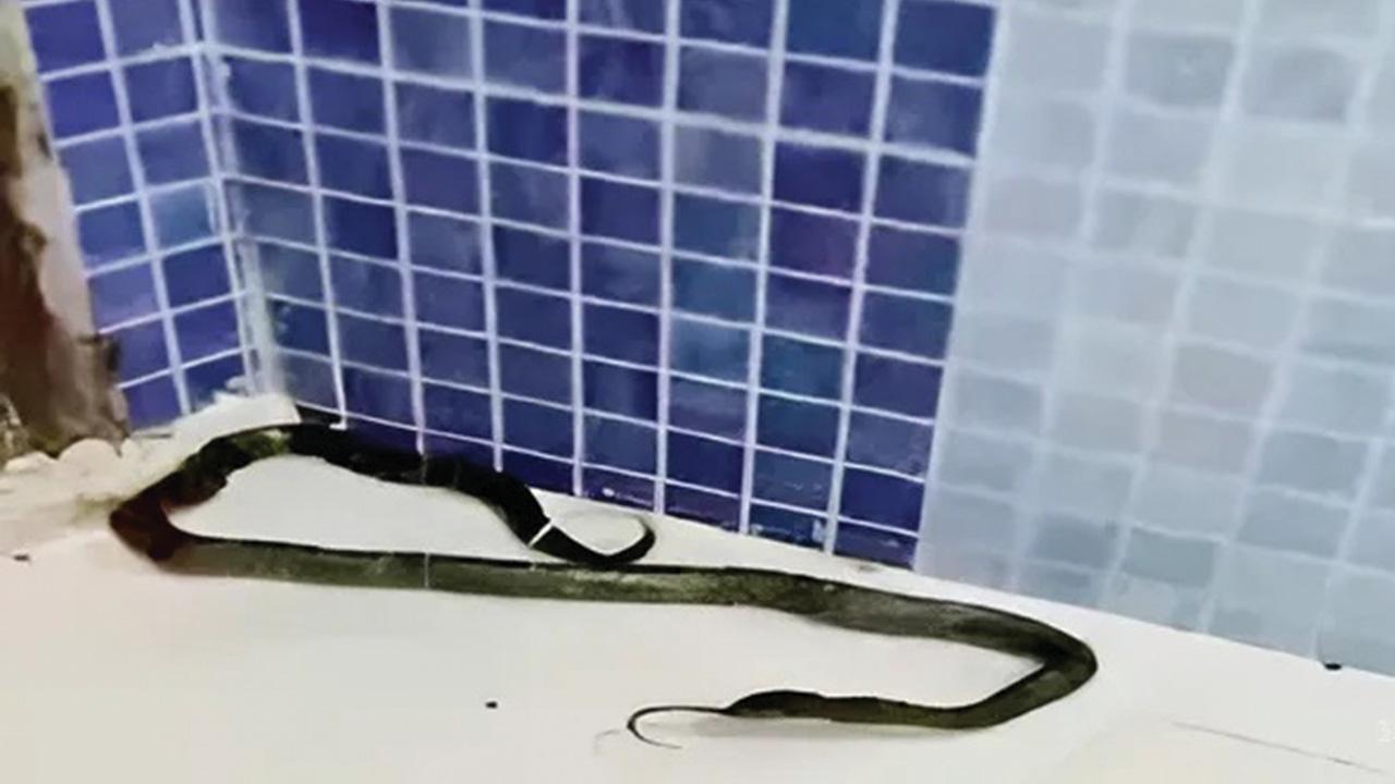 તસવીર સૌજન્ય : સોશ્યલ મીડિયા