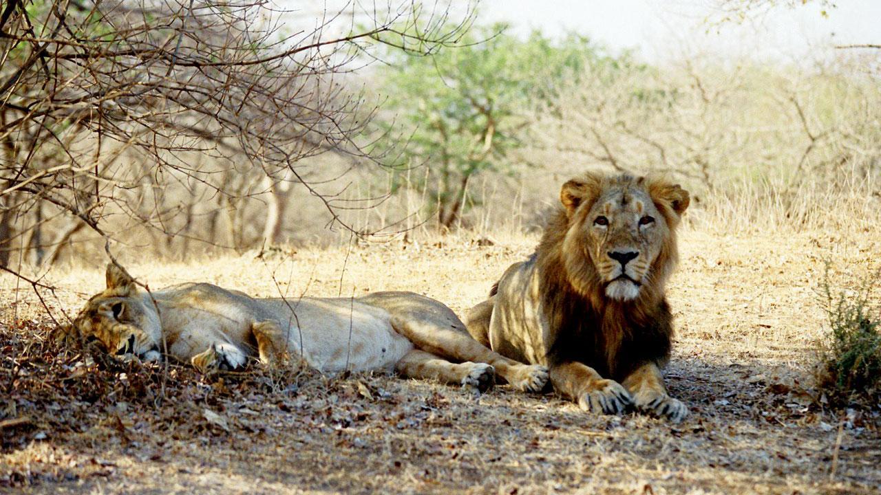 ગીરના જંગલમાં વિહરતા સિંહો.