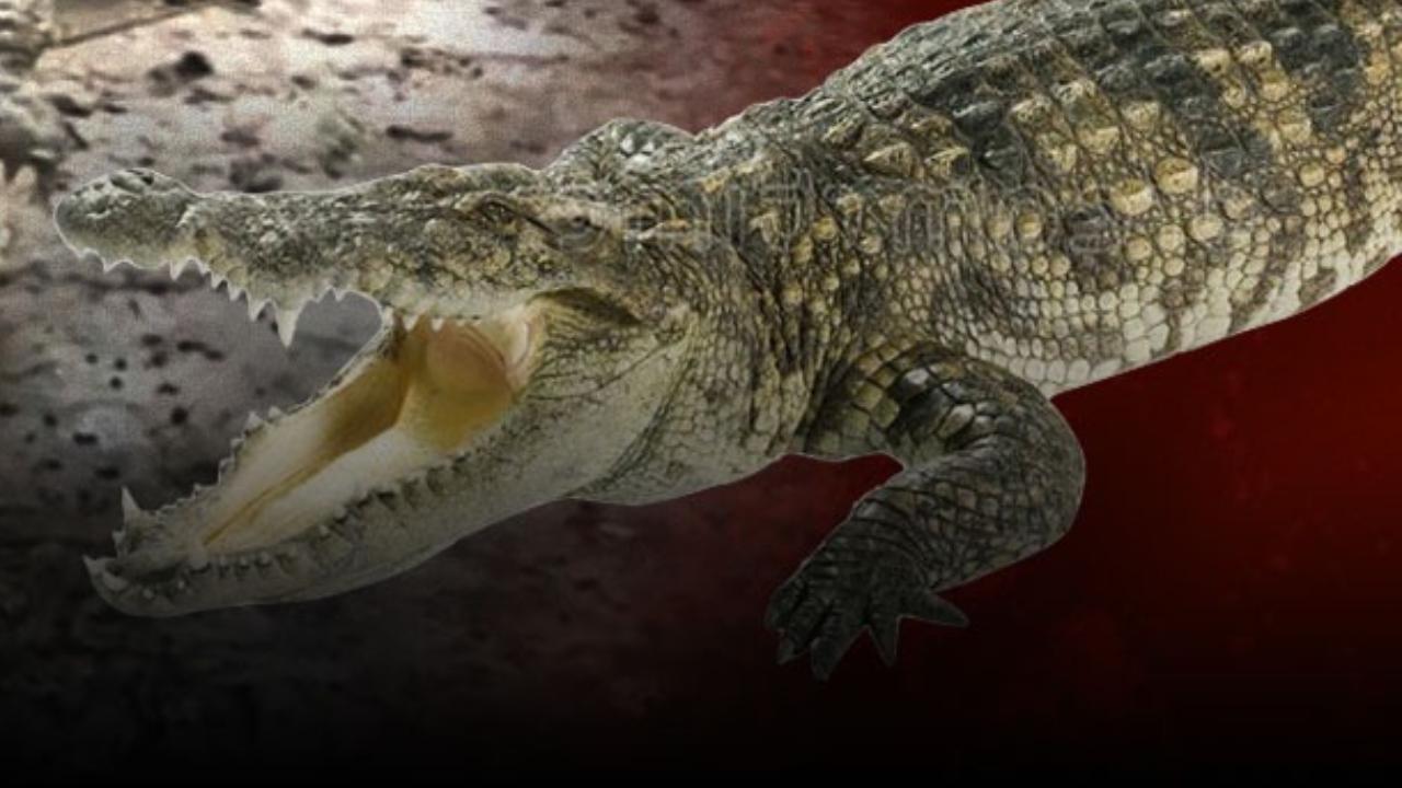 પ્રતીકાત્મક તસવીર