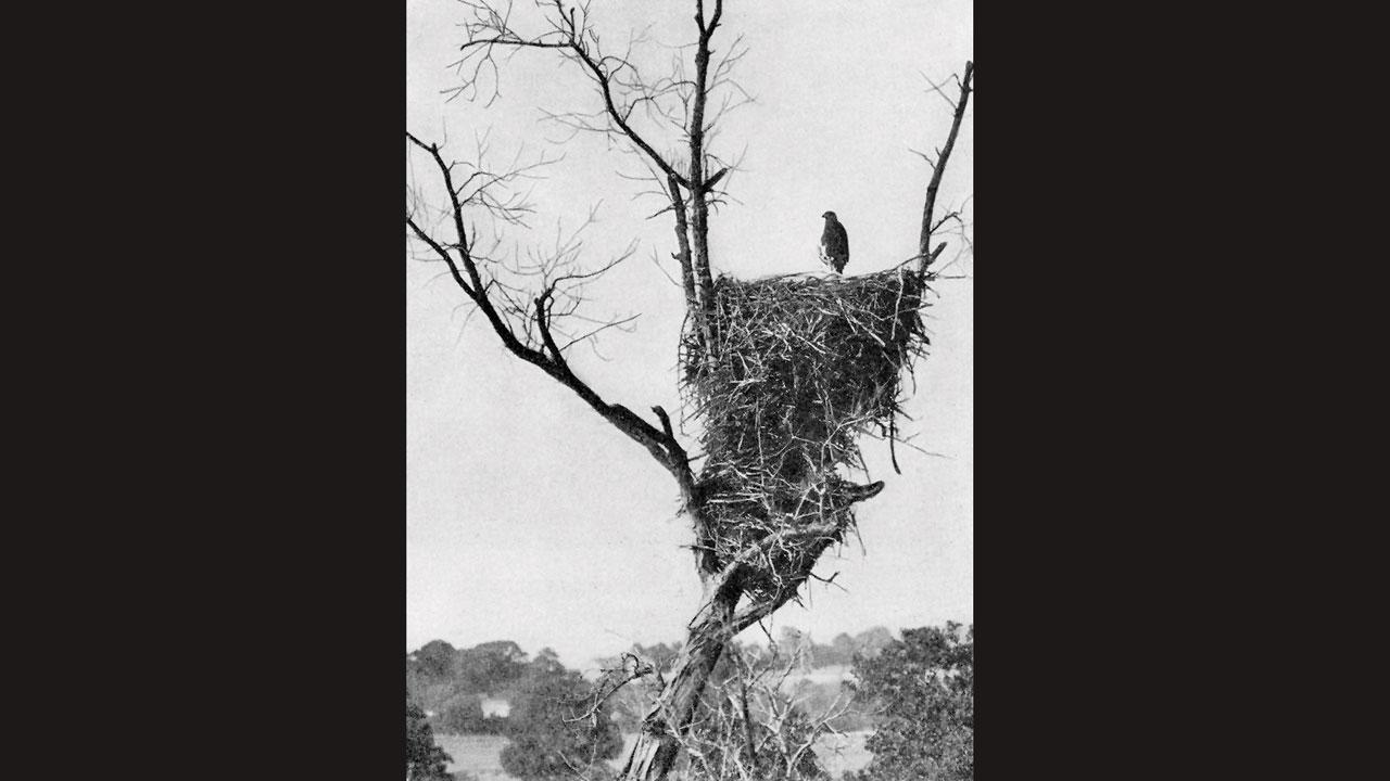 ફ્લોરિડામાં બાલ્ડ ઈગલે બનાવેલો વિશ્વનો સૌથી મોટો  માળો.