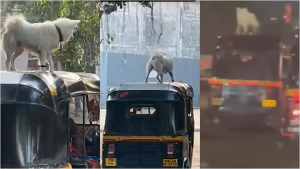 વાયરલ વીડિયોમાંથી સ્ક્રીન શૉટ