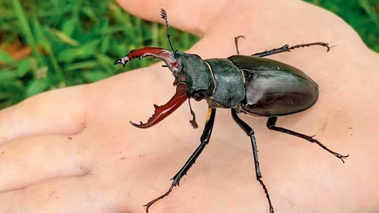 ભમરો