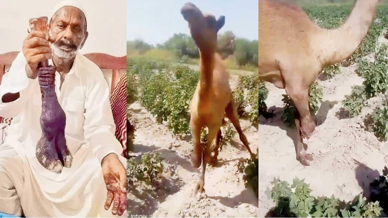 વાયરલ વીડિયોમાંથી સ્ક્રીન શૉટ