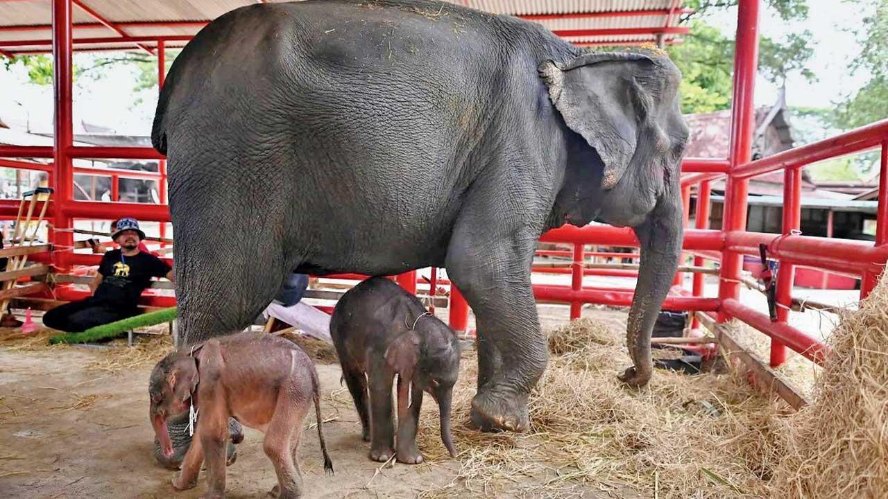 ચામચુરી