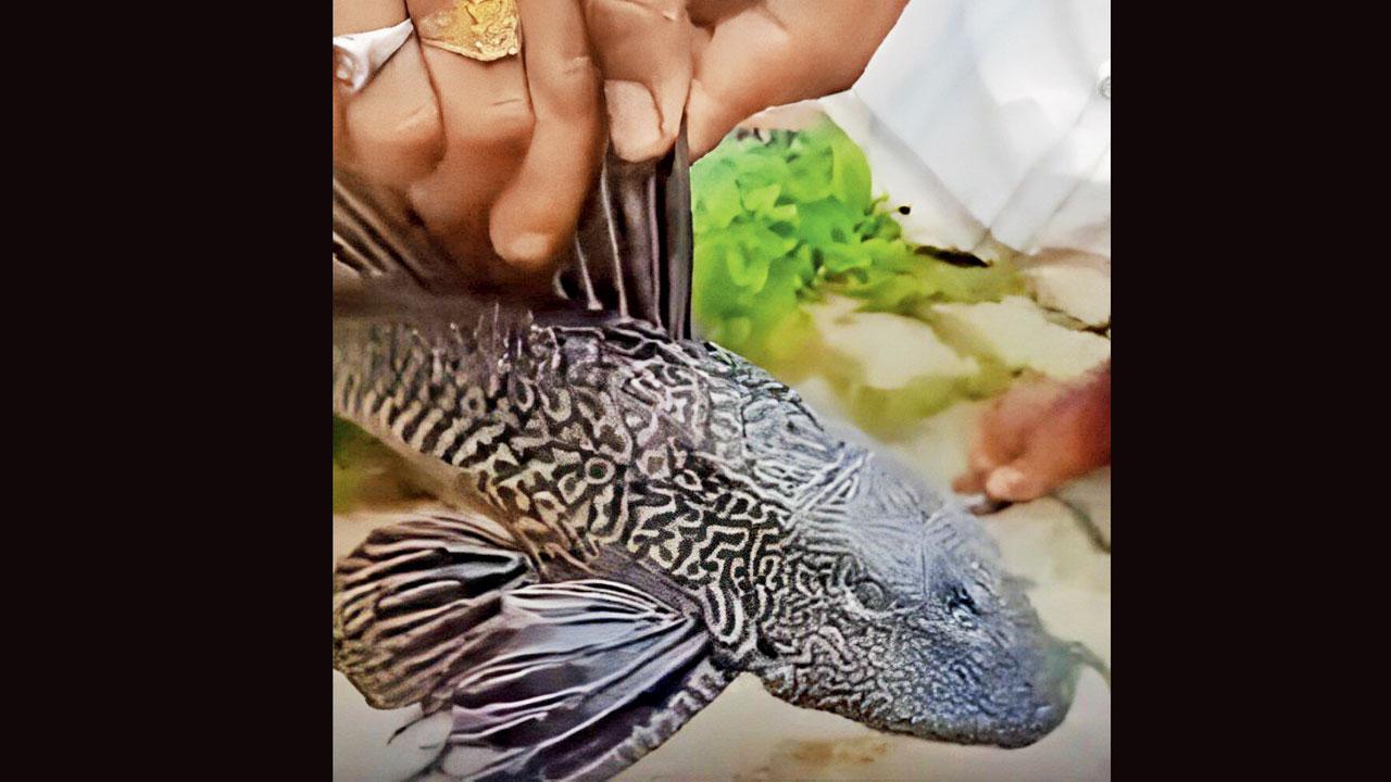 આસામમાં પૂરના પાણીમાંથી મળી આવી ચાર આંખોવાળી માછલી