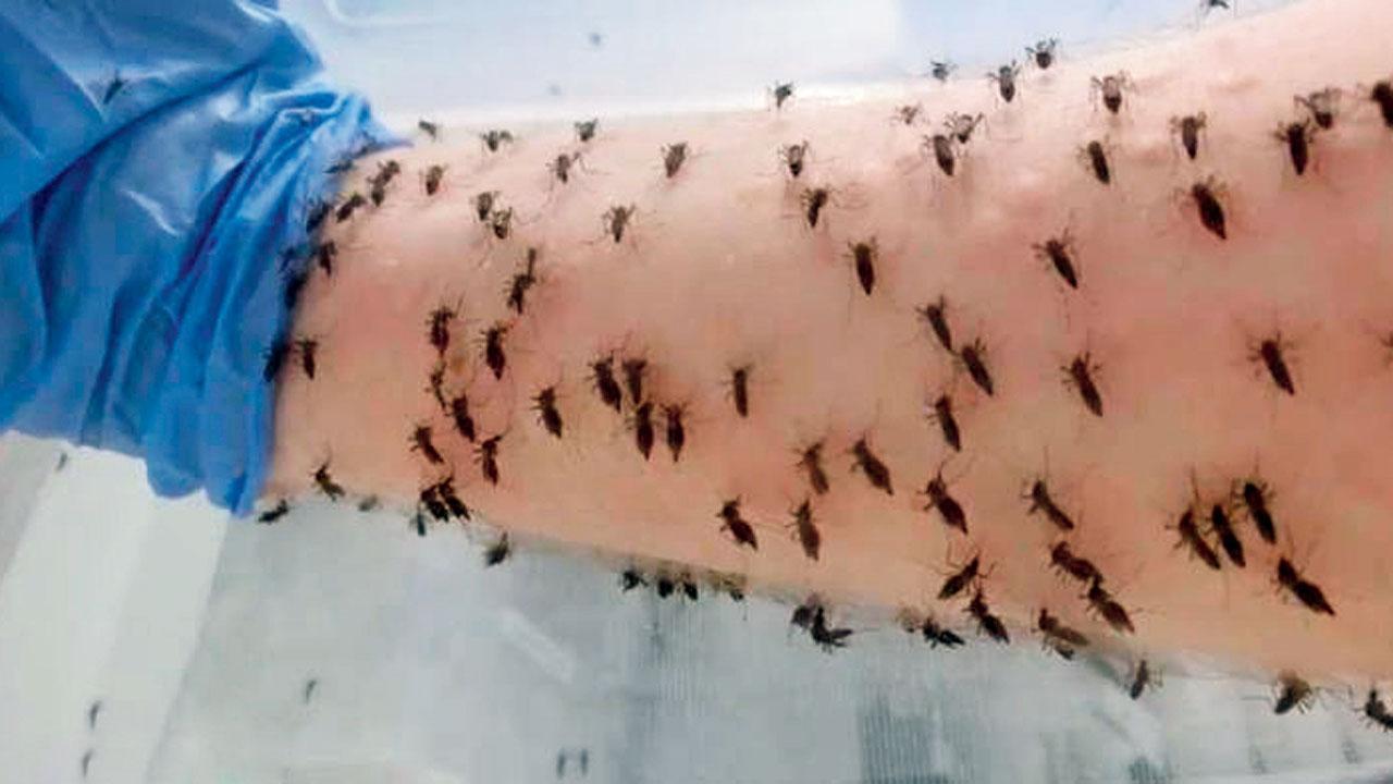 હાથ પર ૧૫,૦૦૦ જેટલા મચ્છર