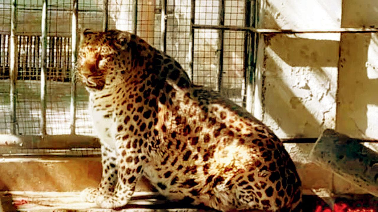 દીપડાને ડાયટિંગ