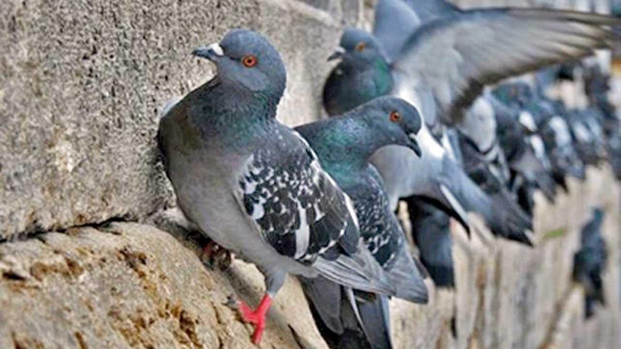 કબૂતર