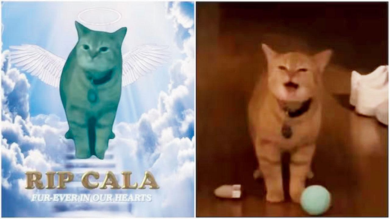 કાલા નામની બિલાડી 