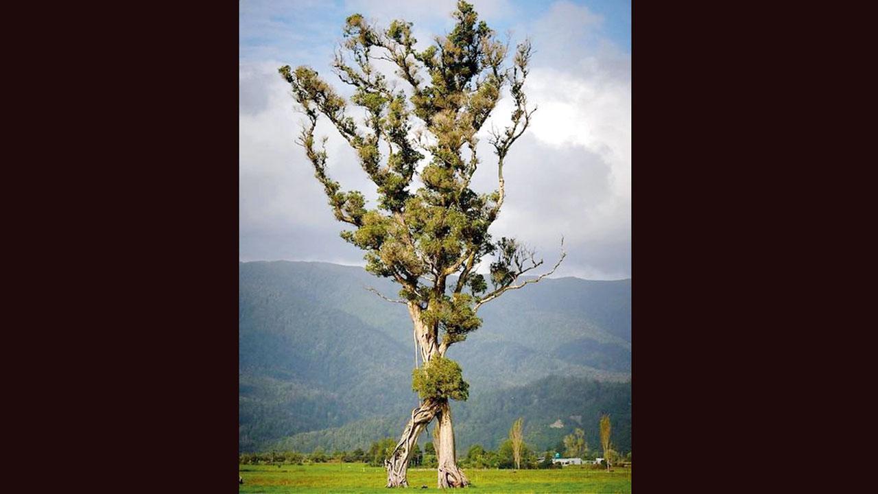 નૉર્ધર્ન રાતા (મેટ્રોસિડેરોસ રોબસ્ટા) વૃક્ષ