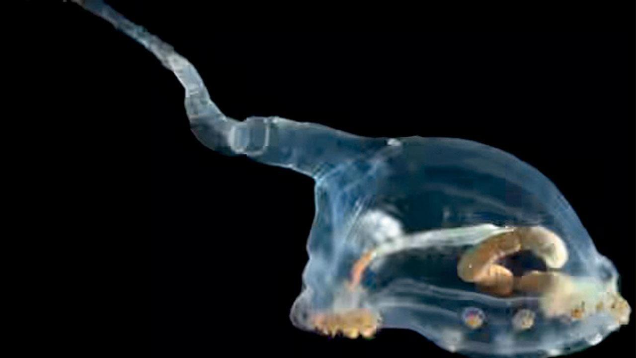 ટ્રાન્સપરન્ટ સી કકુંબર