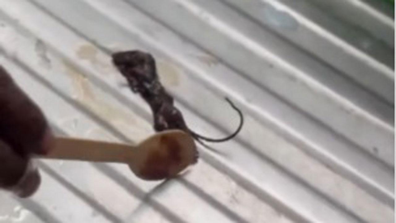 વીડિયોમાંથી લેવાયેલ સ્ક્રીનગ્રૅબ