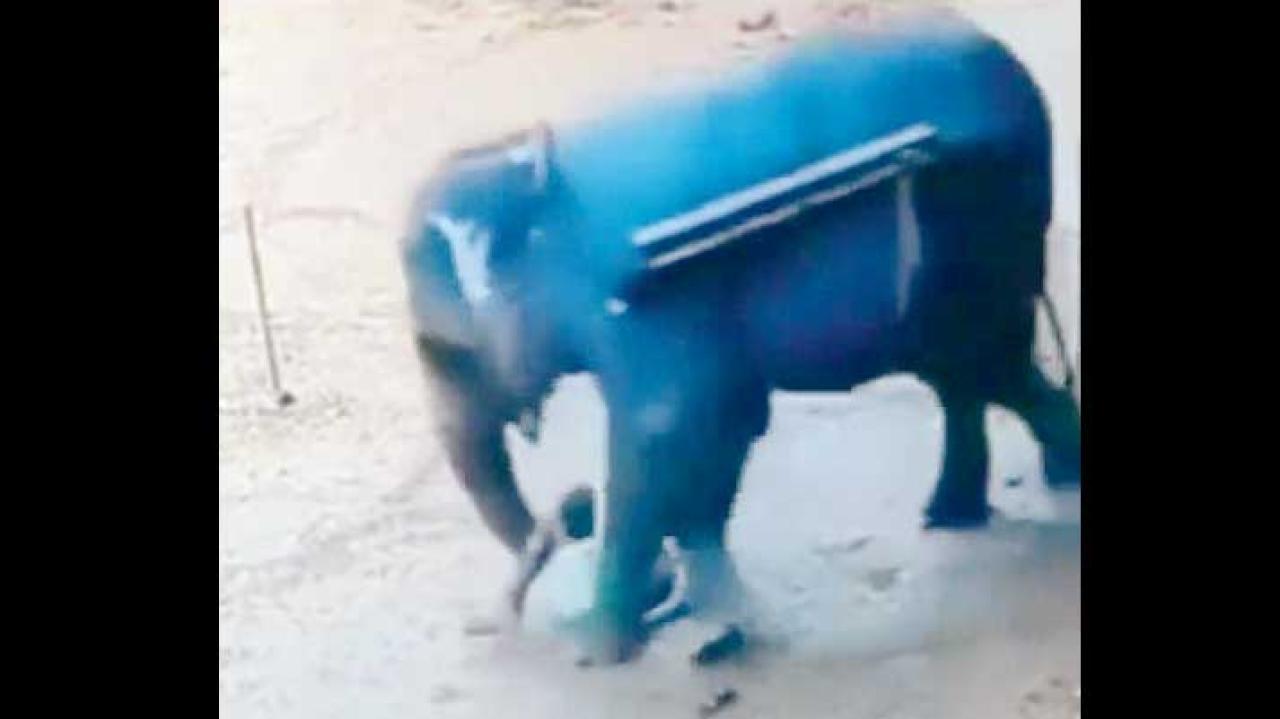 વાયરલ વીડિયોમાંથી સ્ક્રીન શૉટ