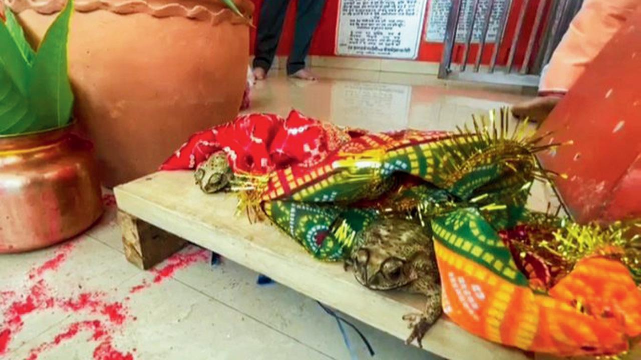 દેડકા-દેડકીનાં લગ્ન