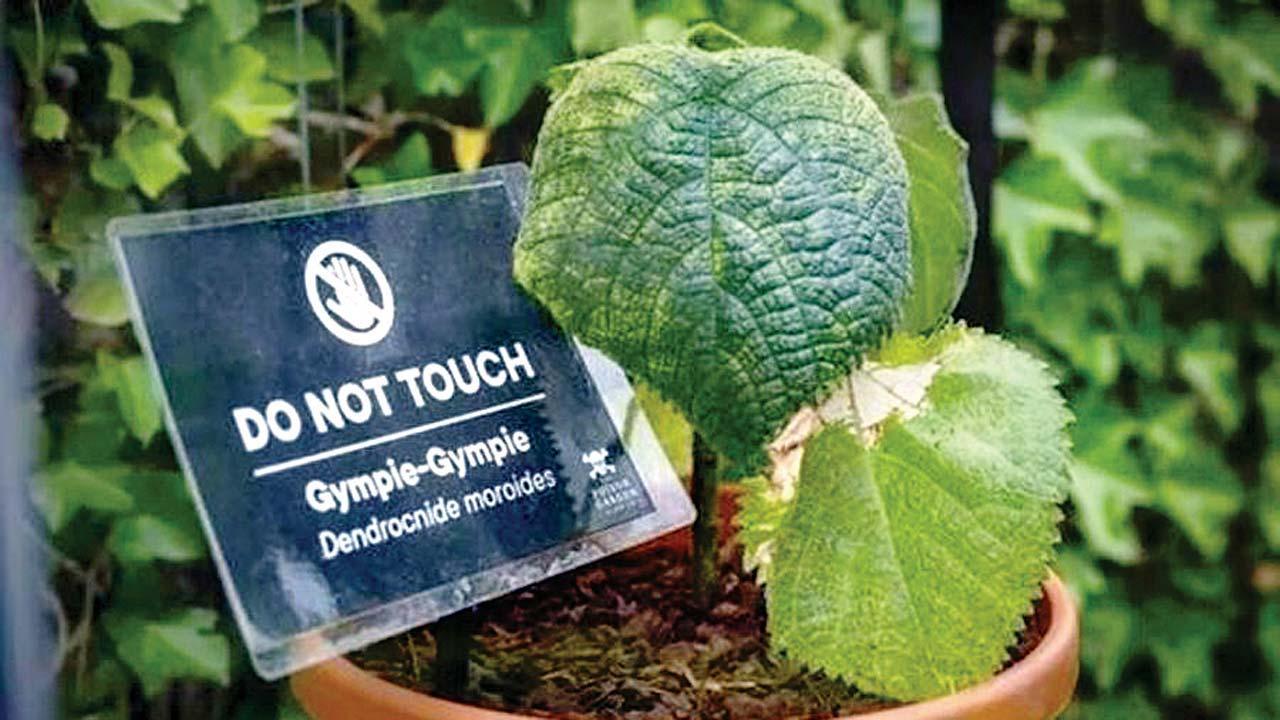 જિમ્પી-જિમ્પી.