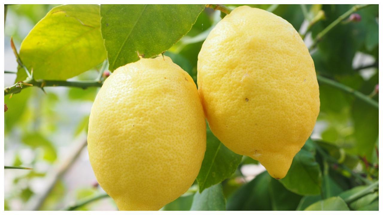 પ્રતીકાત્મક તસવીર