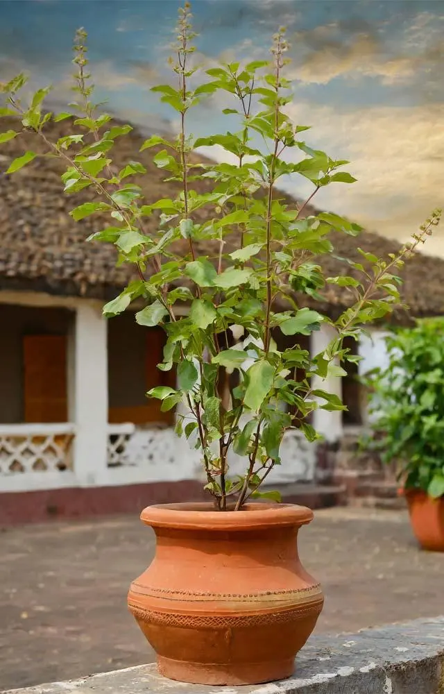 સુકાયેલ તુલસીમાં આ રીતે પૂરો પ્રાણ