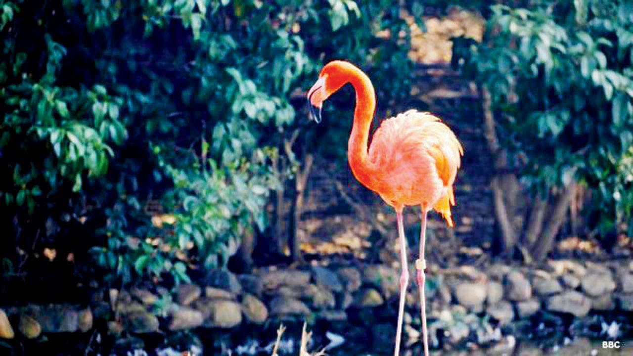 ૭૦ વર્ષની ઉંમરની ફ્લૅમિંગો