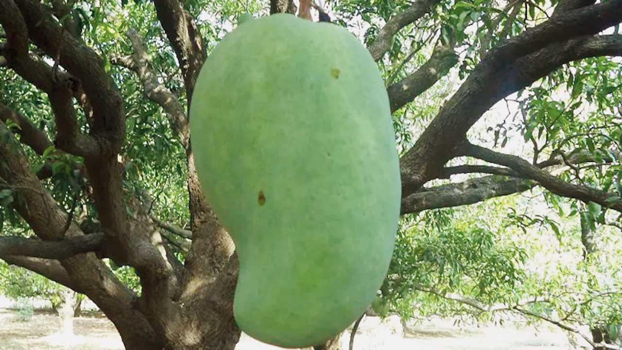 નૂરજહાં કેરી