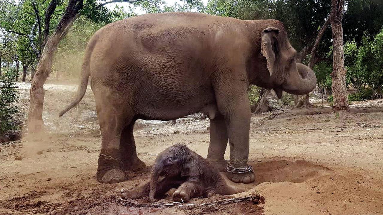 ૬૦ વર્ષની હાથણી અનારકલી