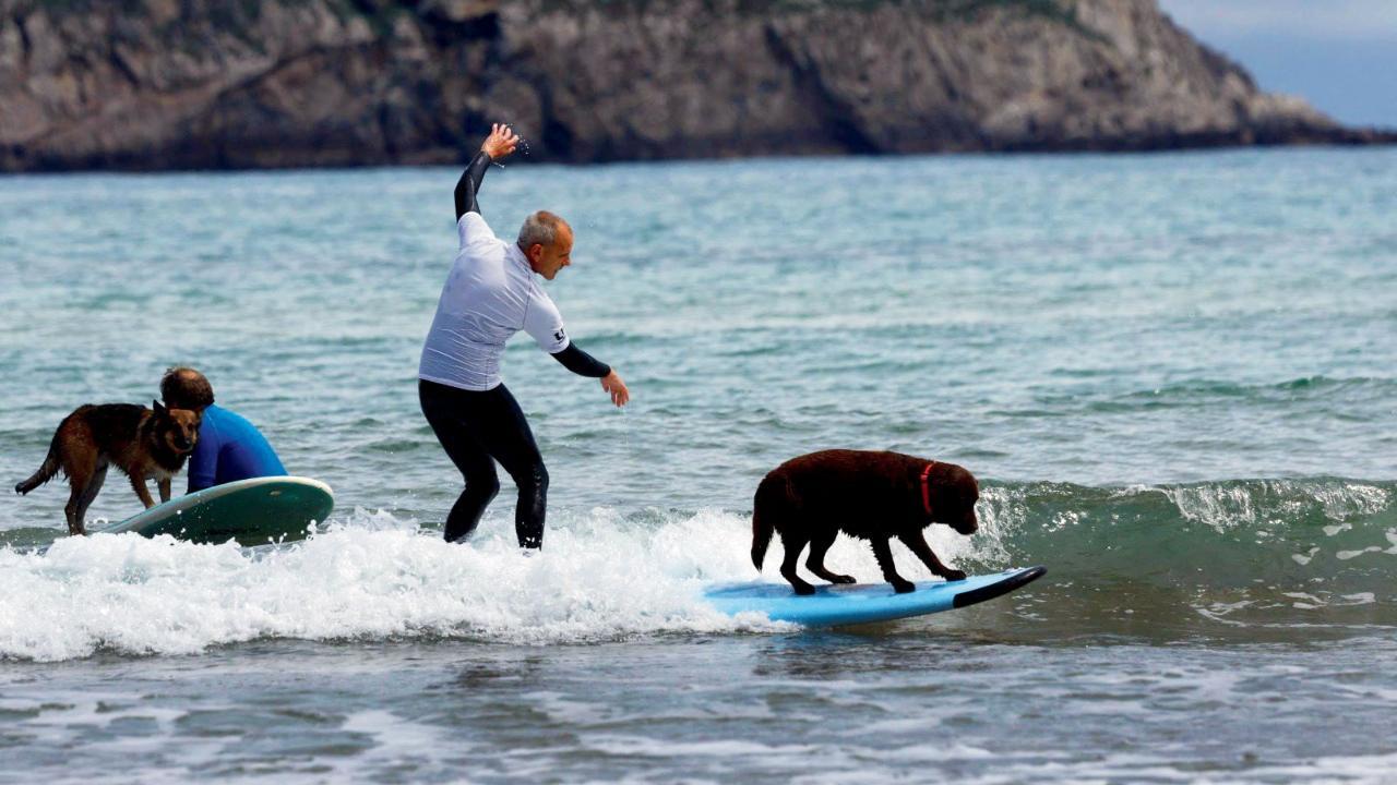 સર્ફિંગ વખતે બોર્ડ પર દરેક ડૉગ સાથે એના માલિક પણ હોય છે