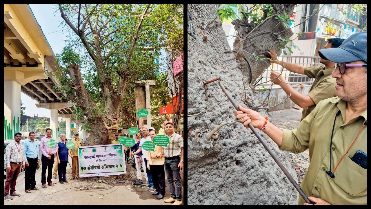 મુલુંડના એક ઝાડમાંથી BMCએ અઢી કિલો વજનના ૧૫૩ ખીલા ખેંચી કાઢ્યા