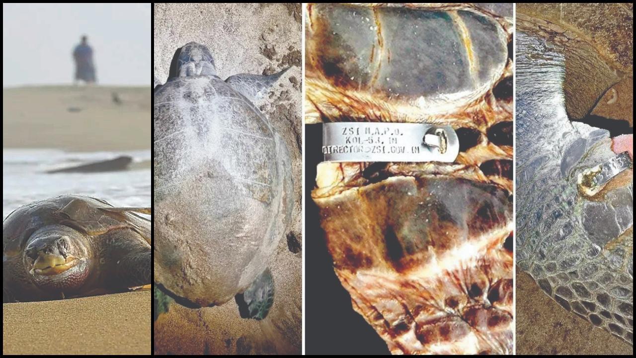 ઑલિવ રિડલી કાચબા