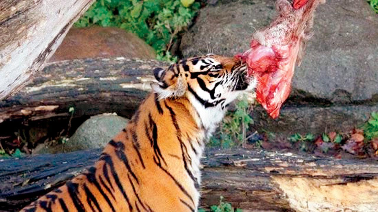 ડેન્માર્કમાં ઍલ્બર્ગ પ્રાણીસંગ્રહાલય