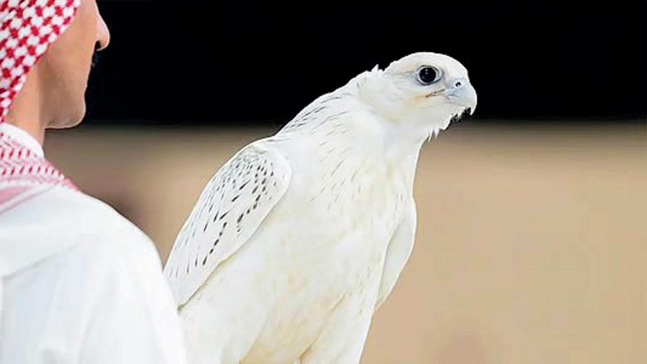 સફેદ બાજ ૯૦ કરોડ રૂપિયામાં વેચાયો