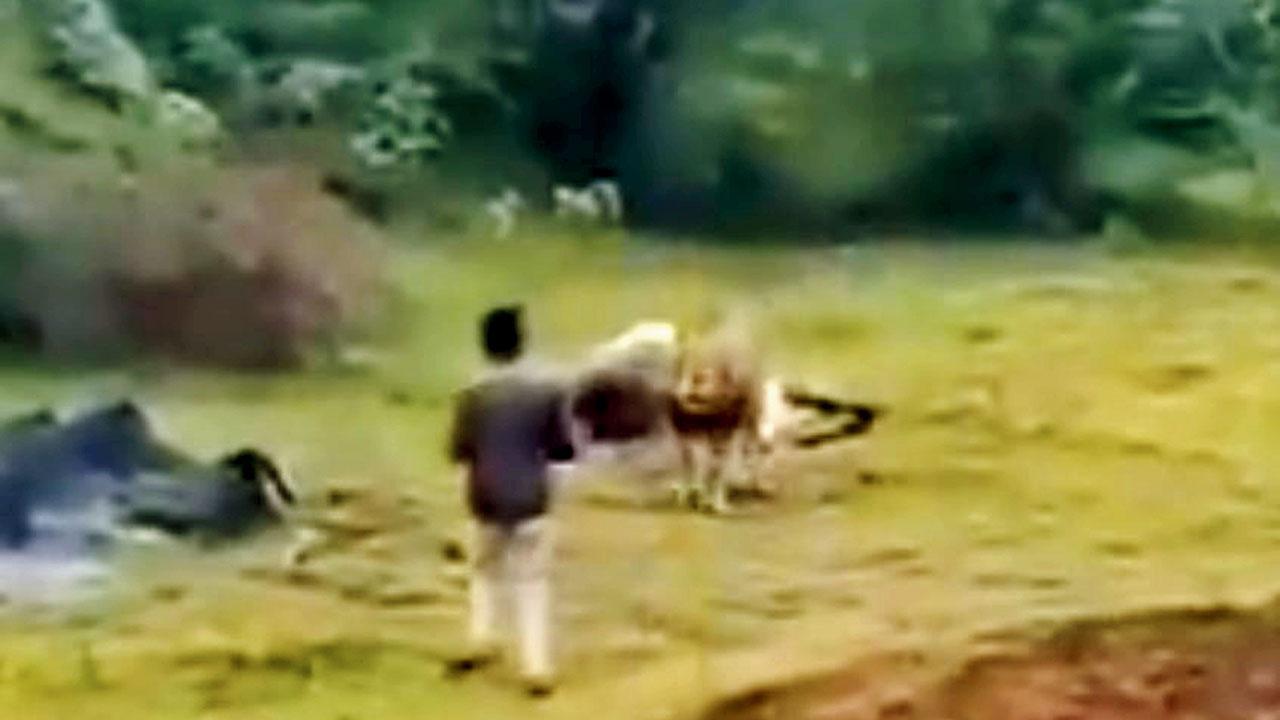 સિંહને શિકાર ખાતો જોવા માટે યુવક નજીક ગયો, સિંહે તેને ઘુરકિયું કરીને ભગાડ્યો