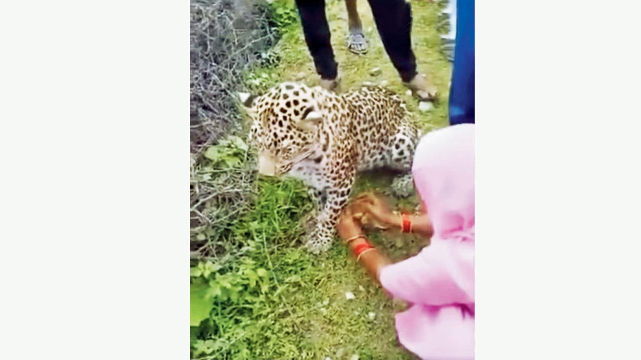 દીપડાને રાખડી બાંધી રહેલ મહિલા