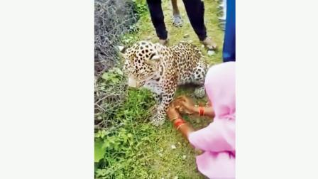 દીપડાને રાખડી બાંધી રહેલ મહિલા