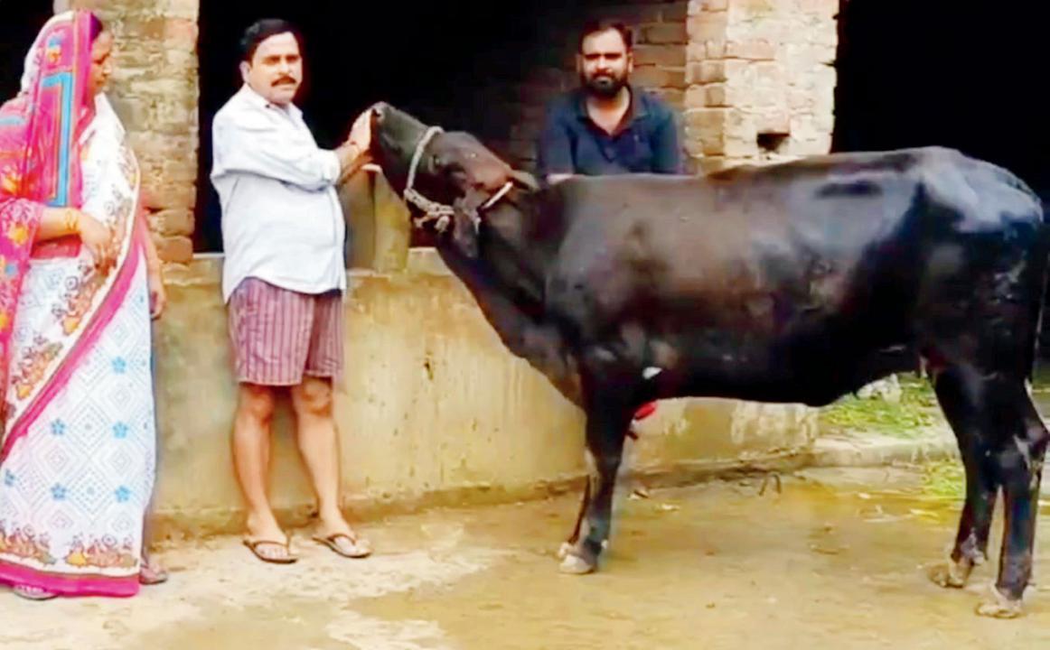 દોઢ વર્ષની વાછરડી પશુચિકિત્સકો માટે સંશોધનનો વિષય બની ગઈ છે