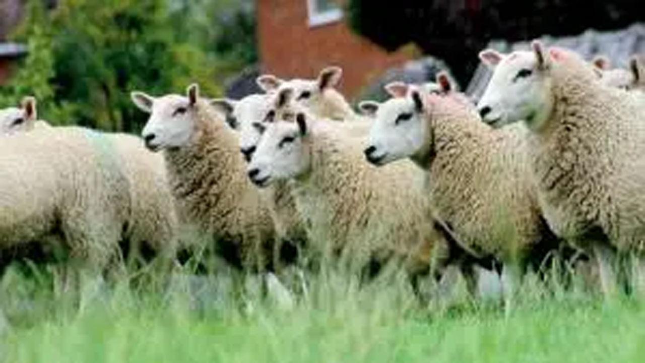 પ્રતીકાત્મક તસવીર