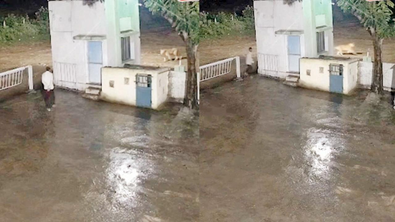 વાયરલ વીડિયોમાંથી સ્ક્રીન શૉટ