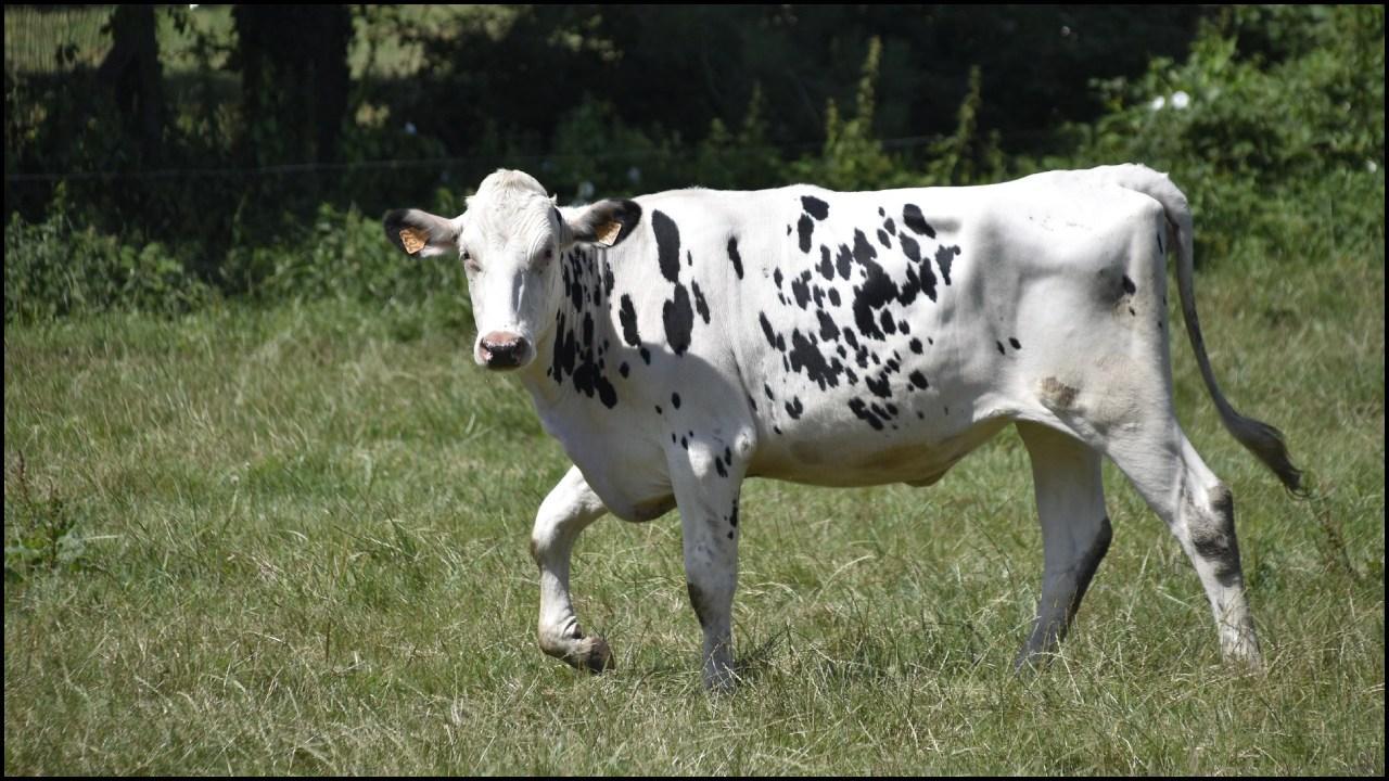 પ્રતિકાત્મક તસવીર: સૌજન્ય AI