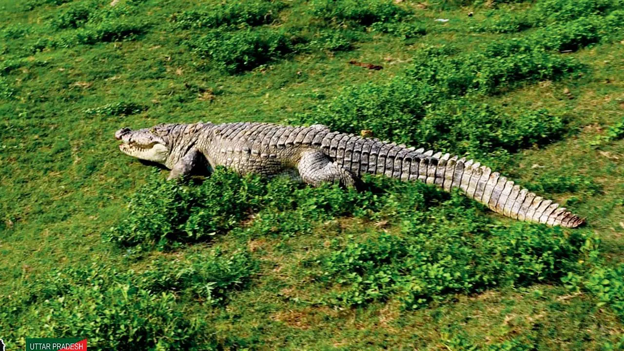 મગર