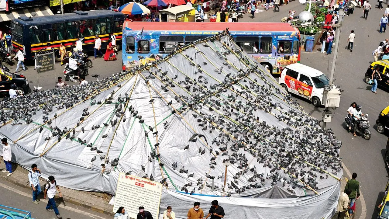 દાદર કબૂતરખાના