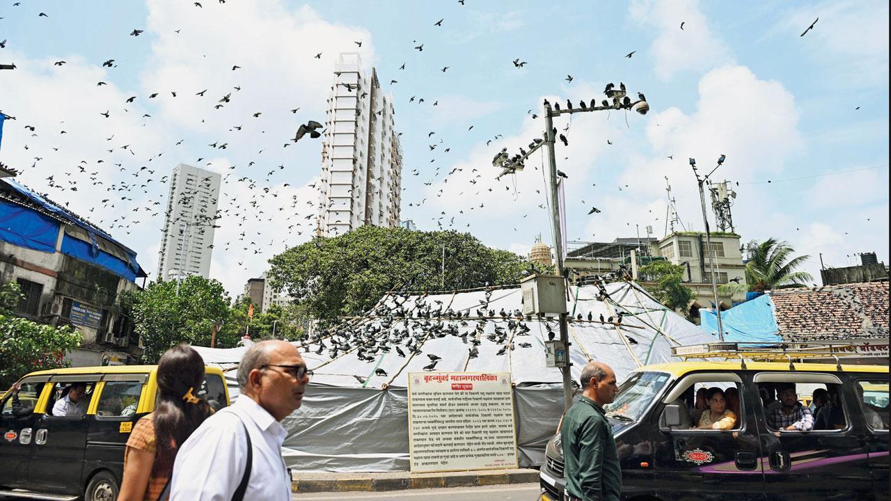 ગઈ કાલે પણ દાદરના ઢંકાયેલા કબૂતરખાના પર જમા થયેલાં કબૂતરો. તસવીર : કીર્તિ સુર્વે પરાડે